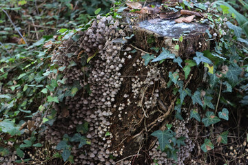 Smalll gray mushrooms on a birch tree trunk in the forest. Coprinellus or Coprinus disseminatus 