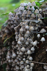 Close-up of smalll gray mushrooms on a birch tree trunk in the forest. Coprinellus or Coprinus disseminatus 