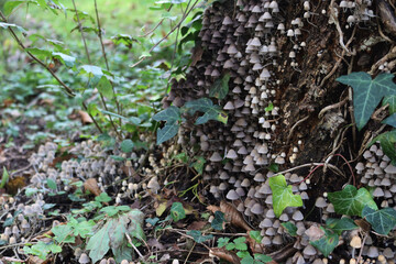 Obraz premium Smalll gray mushrooms on a birch tree trunk in the forest. Coprinellus or Coprinus disseminatus 