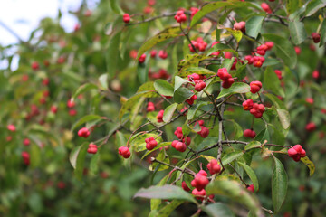 Euonymus europaeus branch  with pink and orange berries known as European spindle or common spindle