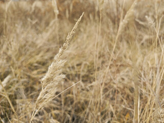 Calamagrostis epigejos close-up in autumn. Reed grass. Perennial herbaceous plant in the field. Background, space for text.