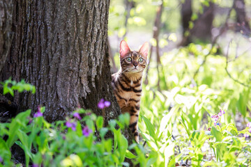 Beautiful bengal cat walking outdoor hunting in the grass among the flowers. Cat looking forward. Vivid photos of pets. Portrait of a cat in spring or summer the forest.