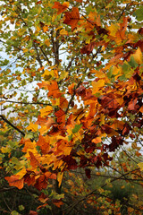 Yellow and orange leaves of Tulip tree in the garden on autumn. Liriodendron tulipifera. Autumn background