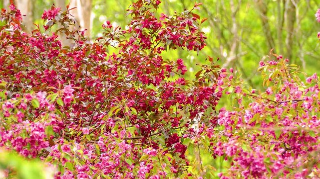 Warbling Vireo feeding on red crabapple flowers, surrounded by lush greenery in Ottawa, Ontario, Canada.