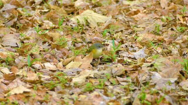 A small female American redstart bird walks on ground covered with dry autumn leaves in Ottawa, Ontario, Canada.
