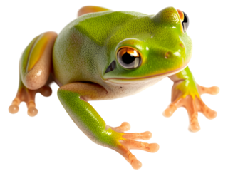 A vibrant green frog with large, bulging eyes and bright orange feet