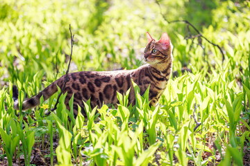 Beautiful bengal cat walking outdoor hunting in the grass. Cat looking to the left. Vivid photos of pets.