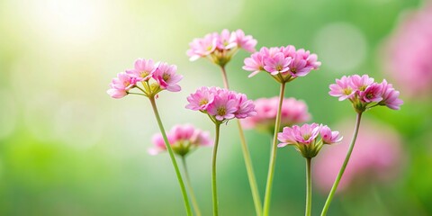 Obraz premium Group of small pink flowers growing on a stem with thin leaves and a central stem, pink flowers, greenery, flower clusters
