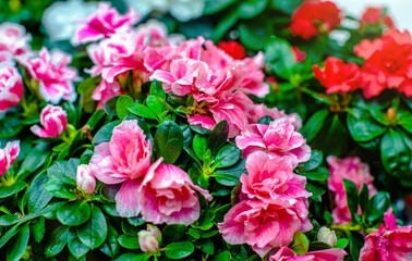 Pink azalea on a green natural background