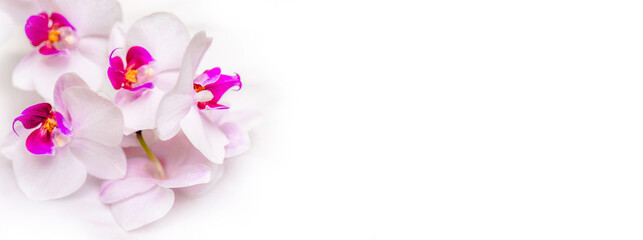 The branch of purple orchids on white fabric background
