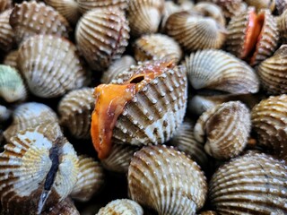 Close up of cockles seafood in Thailand market
