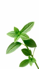 Close-up of Peppermint Leaves