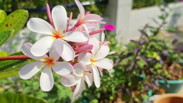 Static shot of pink or red plumeria also know as champa