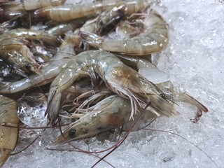 Fresh shrimp in the Thai market