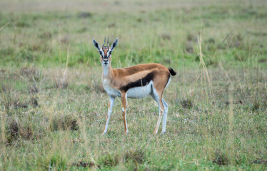 Witness antelope and deer grazing peacefully, Hells Gate National Park, Kenya