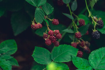 Unripe red blackberry growing in the garden. Selective focus.