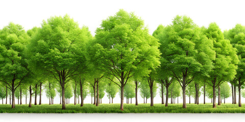 Obraz premium Green trees in the forest border isolated on white background