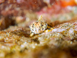 可愛いコウワンテグリ（ネズッポ科）の幼魚他。
英名学名：Ocellated dragonet, Neosynchiropus ocellatus
静岡県伊豆半島賀茂郡南伊豆町中木ヒリゾ浜2024年
