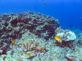 美しいツノダシ（ツノダシ科）の群れ。
英名学名：Moorish Idol (Zanclus cornutus)
美しいチョウチョウウオ（チョウチョウウオ科）の群れ他。
英名学名：Oriental ButterflyFish (Chaetodon aurites)
静岡県伊豆半島賀茂郡南伊豆町中木ヒリゾ浜2024年
