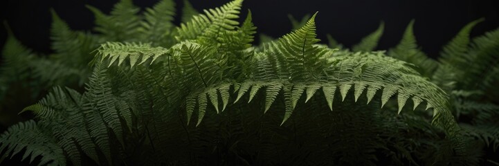 Close-up of fern leaves with a dark background
