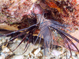 美しいハナミノカサゴ（ミノカサゴ亜科）の幼魚。
黒変種。
英名学名：Red Lionfish (Pterois volitans)
静岡県伊豆半島賀茂郡南伊豆町中木ヒリゾ浜2024年
