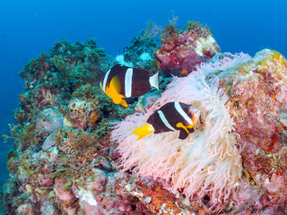 高水温でイソギンチャクも白化して減少。住居を失ったクマノミが有力なイソギンチャク群生に集中。激しく縄張り争いをしている様子が見られた。
クマノミ（クマノミ亜科）ミツボシクロスズメダイ（スズメダイ科）他群れ
英名学名：
Yellowtail clownfish,Amphiprion clarkii
Threespot dascyllus,Dascyllus trimaculatus
ヒリゾ浜2024