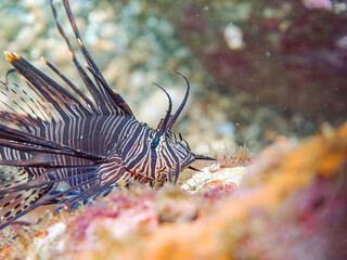 美しいハナミノカサゴ（ミノカサゴ亜科）の幼魚。
黒変種。
英名学名：Red Lionfish (Pterois volitans)
静岡県伊豆半島賀茂郡南伊豆町中木ヒリゾ浜2024年
