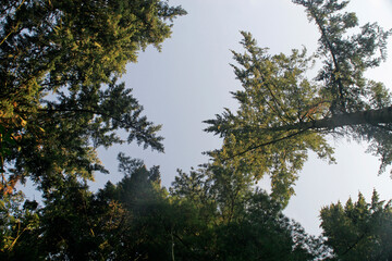 trees and sky at buergerpark bremen