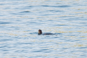 中木港内で
息継ぎをするためにゆったり泳ぐ美しく大きなアオウミガメ（ウミガメ科）。
英名学名：green sea turtle (Chelonia mydas, family Turtles) 
静岡県伊豆半島賀茂郡南伊豆町中木ヒリゾ浜2024年
