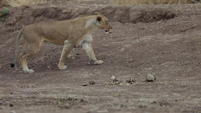  a lioness finding the perfect spot to rest