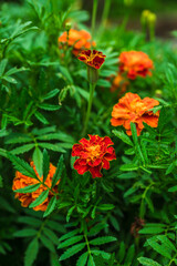 Beautiful blooming marigolds in the summer garden. Selective focus. Shallow depth of field.