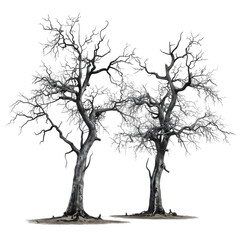 Fototapeta premium Three bare trees with intertwined branches against a black background.