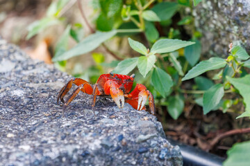 美しいアカテガニ（ベンケイガニ科）。
英名学名：Red-clawed Crab, Chiromantes haematocheir.
静岡県伊豆半島賀茂郡南伊豆町中木ヒリゾ浜2024年
