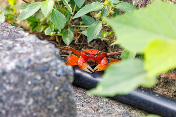 美しいアカテガニ（ベンケイガニ科）。
英名学名：Red-clawed Crab, Chiromantes haematocheir.
静岡県伊豆半島賀茂郡南伊豆町中木ヒリゾ浜2024年

