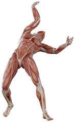 muscle body exercise person with transparent background