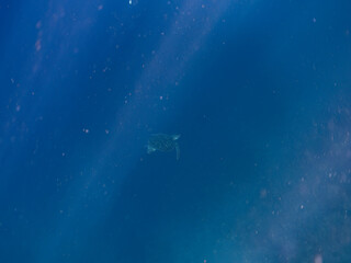 ゆったり泳ぐ美しく大きなアオウミガメ（ウミガメ科）。
英名学名：green sea turtle (Chelonia mydas)
静岡県伊豆半島賀茂郡南伊豆町中木ヒリゾ浜2024年
