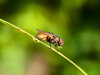 house fly on plant stem with blur background