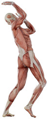male muscle body exercise person with transparent background