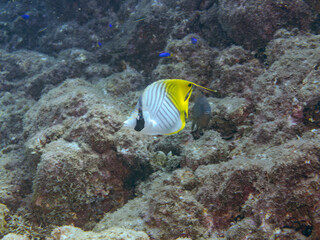 美しいトゲチョウチョウウオ（チョウチョウオ科）他。
英名学名：Threadfin Butterflyfish (Chaetodon Auriga)
静岡県伊豆半島賀茂郡南伊豆町中木ヒリゾ浜2024年
