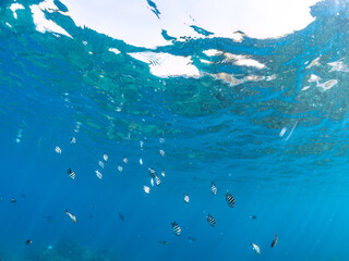 水面を泳ぐ
可愛いオヤビッチャ（スズメダイ科）他の幼魚の群れ
英名学名：Sergeant Major (Abudefduf vaigiensis)
静岡県伊豆半島賀茂郡南伊豆町中木ヒリゾ浜2024年
