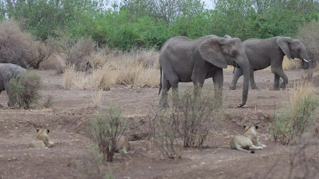 African elephants walking past lions