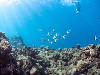 美しいツノダシ（ツノダシ科）の群れ。
水面にはスキンダイバーも泳いでいる。
英名学名：Moorish Idol (Zanclus cornutus)
静岡県伊豆半島賀茂郡南伊豆町中木ヒリゾ浜2024年
