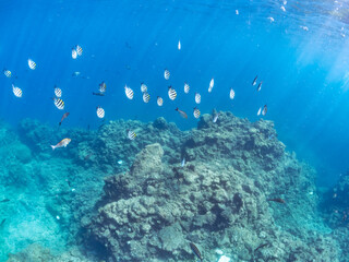 水面を泳ぐ
可愛いオヤビッチャ（スズメダイ科）他の幼魚の群れ
英名学名：Sergeant Major (Abudefduf vaigiensis)
静岡県伊豆半島賀茂郡南伊豆町中木ヒリゾ浜2024年
