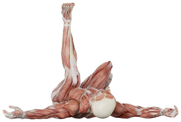 male muscle body exercise person with transparent background