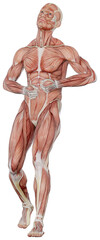 male muscle body exercise person with transparent background