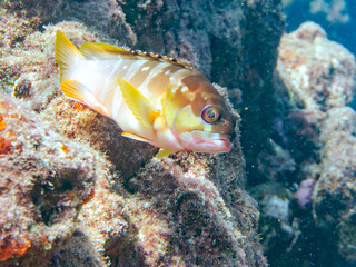 大きく美しいアカハタ（ハタ科）。
英名学名：Blacktip Grouper (Epinephelus fasciatus) 
静岡県伊豆半島賀茂郡南伊豆町中木ヒリゾ浜2024年
