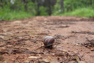 Snail on the path in the forest. After the rain.