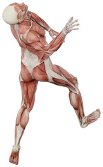 male muscle body exercise person with transparent background