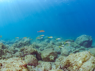 Fototapeta premium 美しいアカヒメジ（ヒメジ科）他の群れ。 英名学名：Yellowfin goatfish (Mulloidichthys vanicolensis),. 静岡県伊豆半島賀茂郡南伊豆町中木ヒリゾ浜2024年 