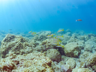 美しいアカヒメジ（ヒメジ科）他の群れ。
英名学名：Yellowfin goatfish (Mulloidichthys vanicolensis),.
静岡県伊豆半島賀茂郡南伊豆町中木ヒリゾ浜2024年
